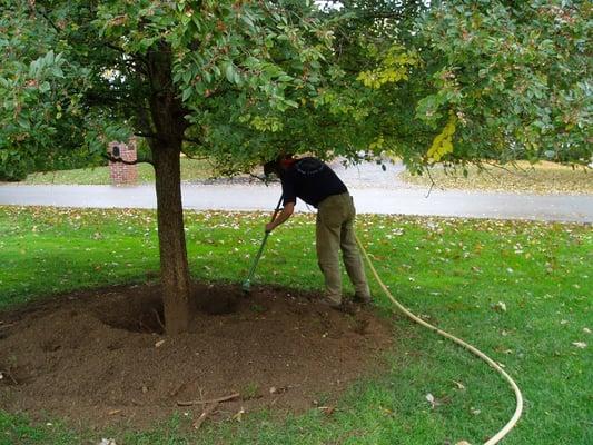 We can expose the root collar, trim girdling roots and aerate the compacted soil to restore optimal conditions for your trees