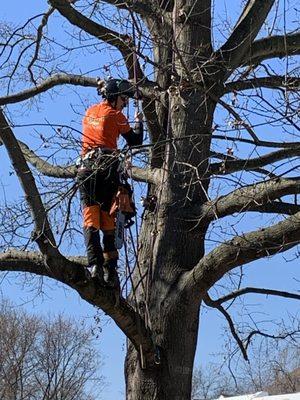 The owner in a tree!