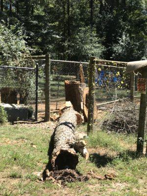 Tree dropped once top was gone through a small gate