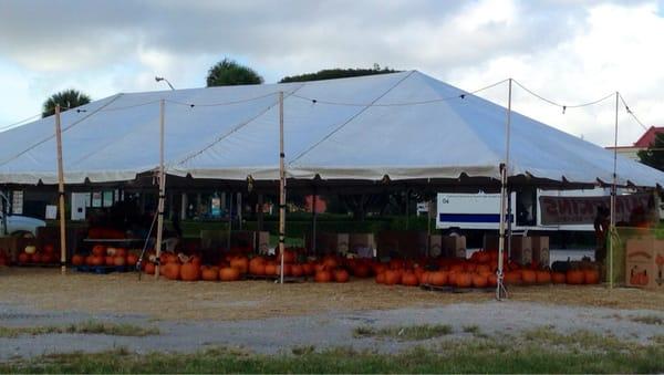 Pumpkins!