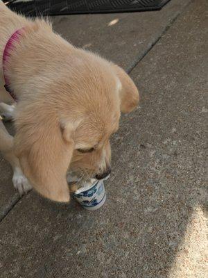 What fur baby doesn't  love a refreshing puppuccino!