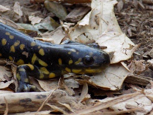 Tiger Salamander at the Ney Nature Center