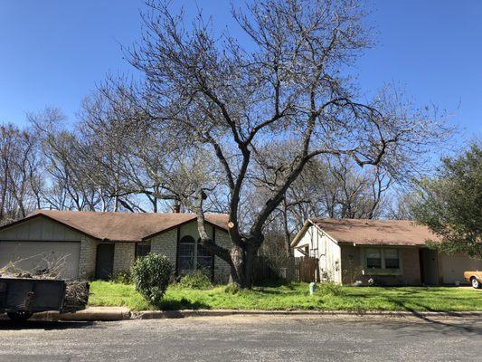 Arizona ash tree