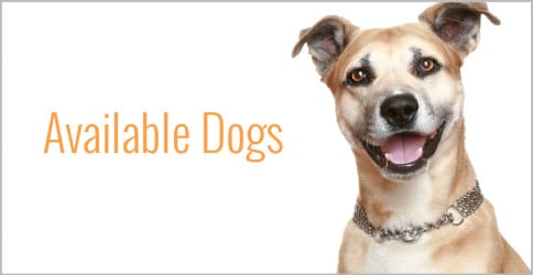 View our available dogs at http://rockwalladoptions.com/our-pets/available-dogs/