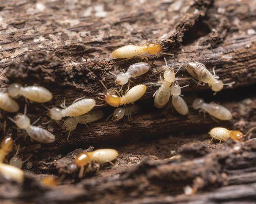 Billions of dollars are spent repairing termite damage, and hundreds of thousands of homes infested by termites.