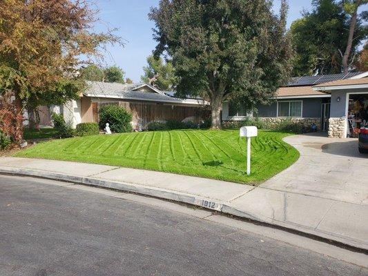 Green perfect lawn.