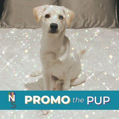 Promo the Pup, our promotional products mascot!