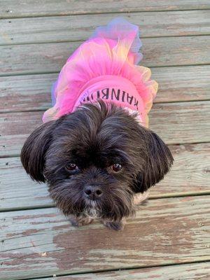 Ms. Angel Bear Paw Paw sunbathing and getting her Vitamin D!