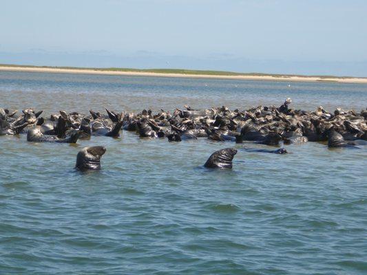 Too many seals to count.