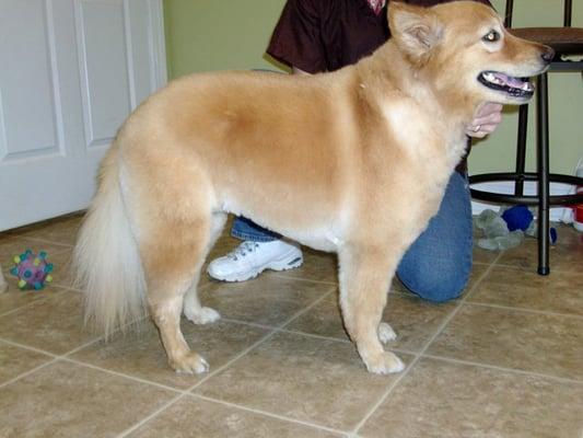 Collie mix in puppy cut