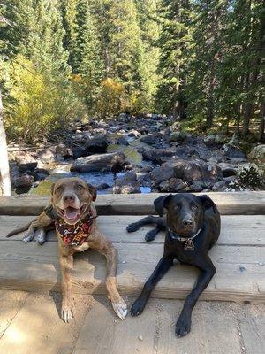 The owners dog, Bentley and a clients dog, Jax going on an off leash hike!