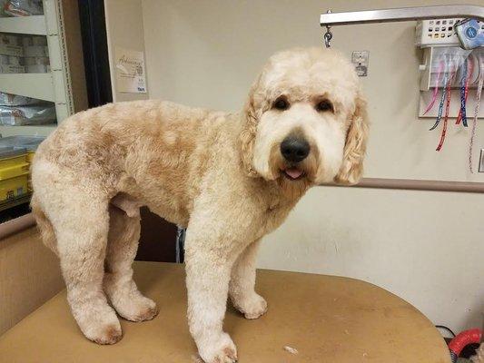 Pop-up Pooch Mobile Grooming