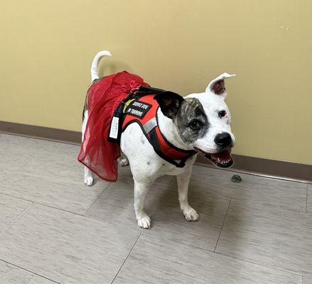 Baby (American Bulldog) (Service Dog)