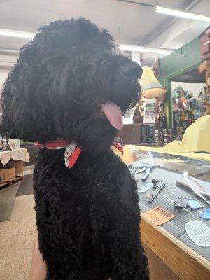 Store mascot - Scooby