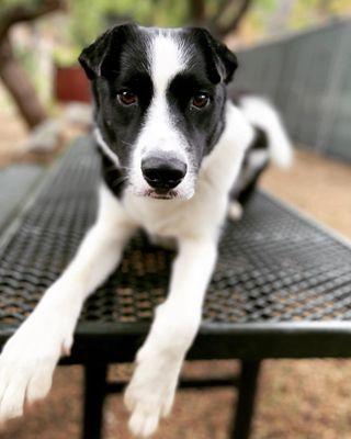 Laguna Beach Animal Shelter