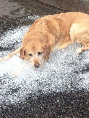 Cool dog.  Farmer's market ice bath for her old bones.