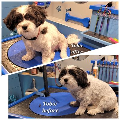 Furology by Teresa Dog Grooming