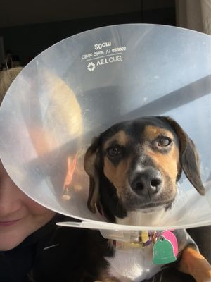 Pringles in her cone of shame provided by clinic