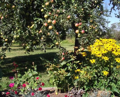 Apple trees and flowers at Williams Manor