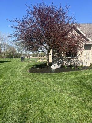 Front of our home after HV Landscaping cleaned up the existing yard and mulched and planted new plants.