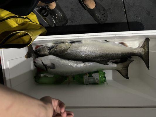 cooler full of lake michigan chinook salmon