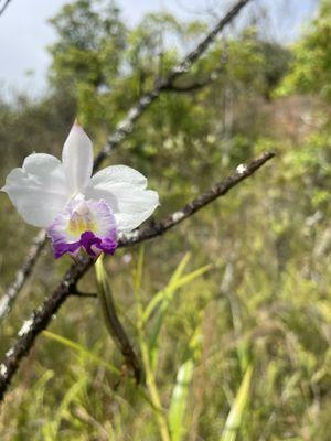 Aloha Hedging