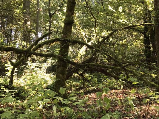 Darrow State Park - Willamette River Greenway