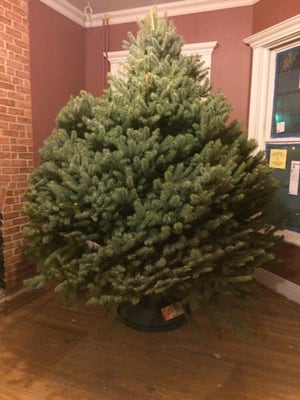 The Colorado Blue Spruce just put up in our living room! Oh Christmas tree! You take up the entire front room!