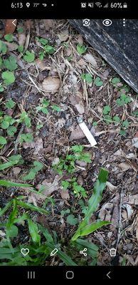 Cigarette thrown in my yard