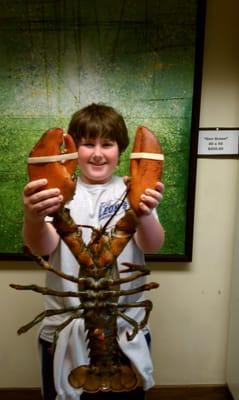 8.5 lb live lobster