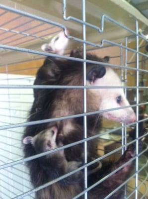 An opossum we captured at a warehouse. After we got her in the cage we saw she had 7 babies in her pouch. She was release later.