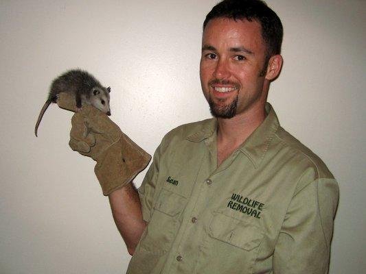 Wild Animal Pest Control Phoenix