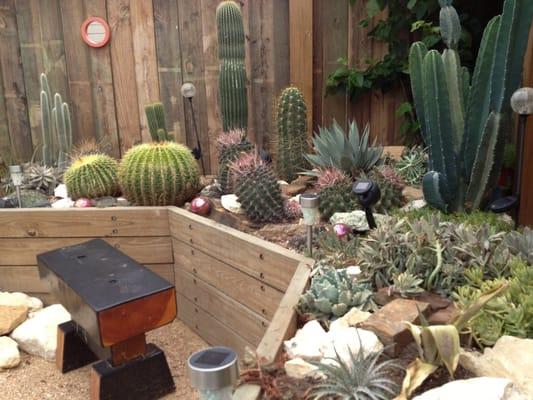 Here is an elevated cactus garden.  The retaining walls have an architectural spin.  The soils are special for the plants planted.