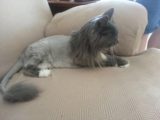 Main Coon cat lion cut