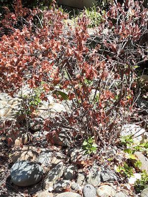 Dead plants  due poor watering practices