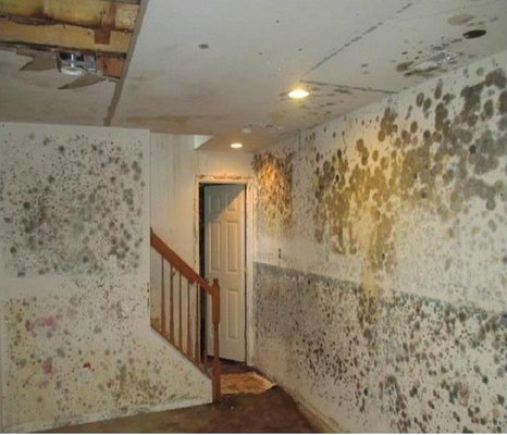 A neglected or abandoned property in the Concord area can lead to dramatic mold infestations...