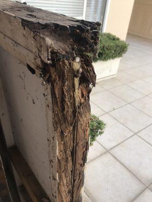 More termite infested fence on patio