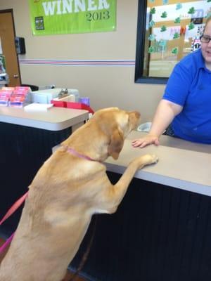 Annie is checking in for her grooming appointment.