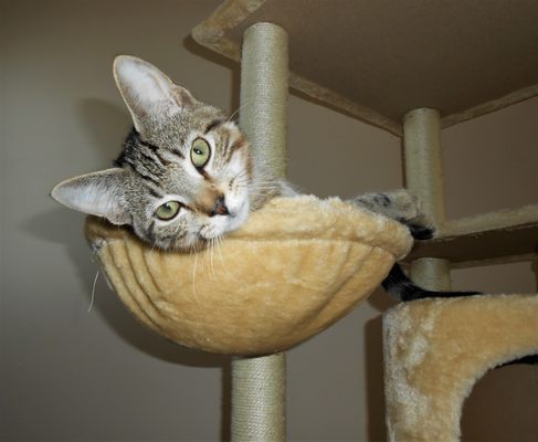 Kitten Jack resting at home after being neutered.