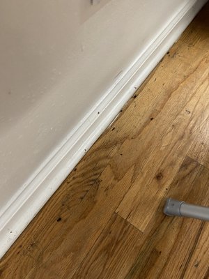 Floor of the place with dead flies everywhere