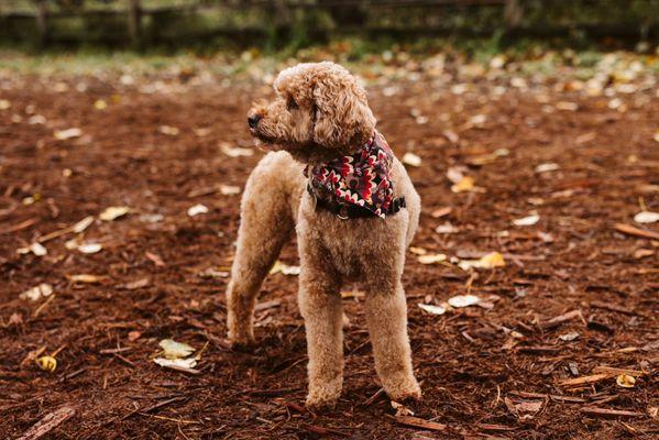 Toby feeling handsome after his haircut