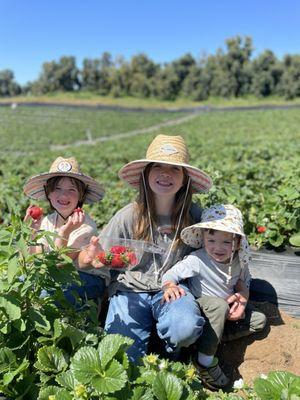 Strawberry fields