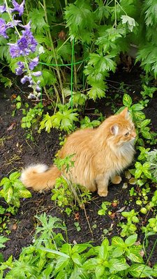 Baby my mainecoon.