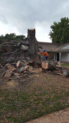 E. Martinez Tree Service