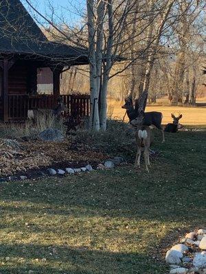 Deer in the yard at breakfast time. Mating season, kinda entertaining watching the young bucks doing their "I'm the man" dance. I get it.