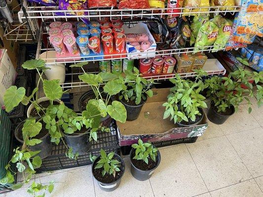 Cambodian Herbs / vegetables