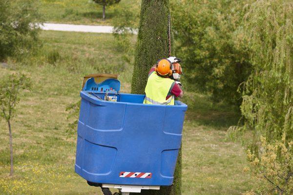 We are a professional Tree Service company.