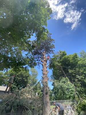 Jeppson Brothers Tree Removal