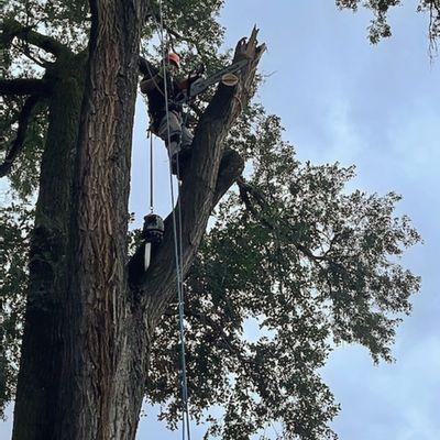 Arbor Life Tree Care