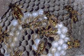 Yellow Jackets are actually wasps' not bee's. Be careful they will sting,.